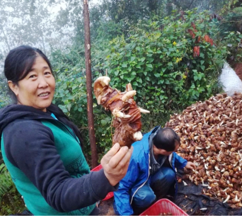 雲南BG大游集团武定滇重樓種植合作客戶