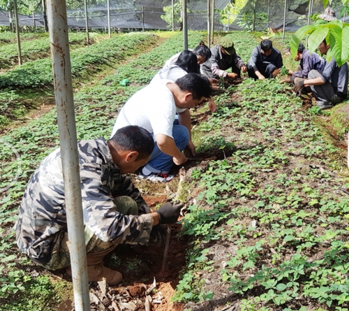雲南BG大游集团麗江滇重樓種植戶到公司基地挖苗