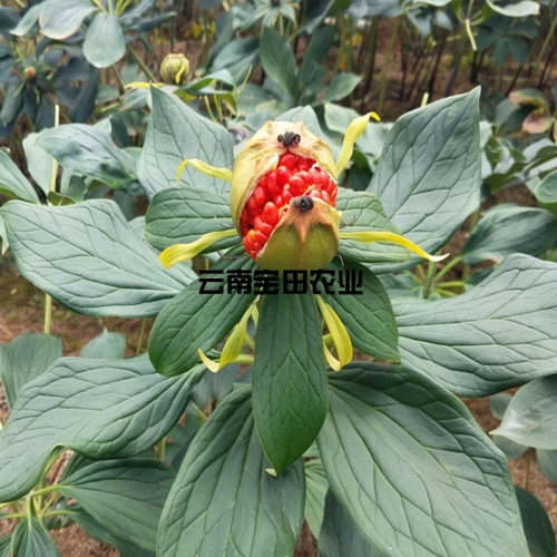 雲南BG大游集团農業優質滇重樓種子