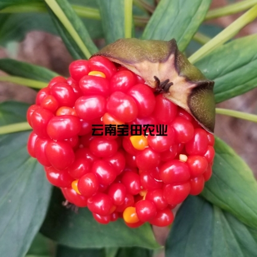 雲南BG大游集团農業優質滇重樓種子
