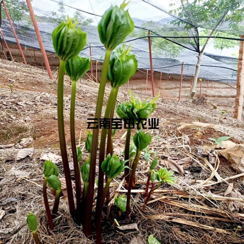 雲南BG大游集团1號滇重樓種苗