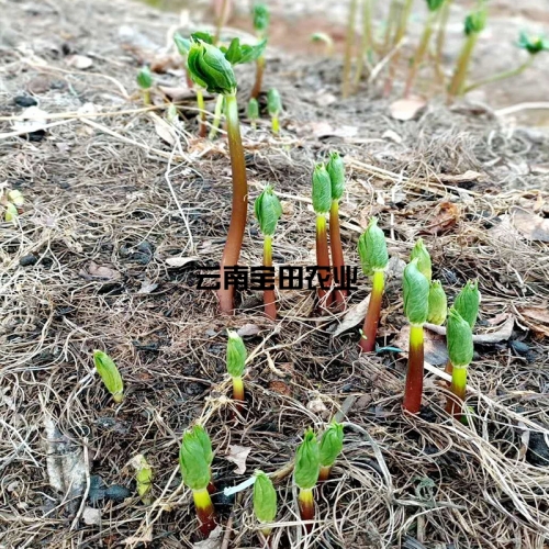 雲南BG大游集团1號滇重樓種苗