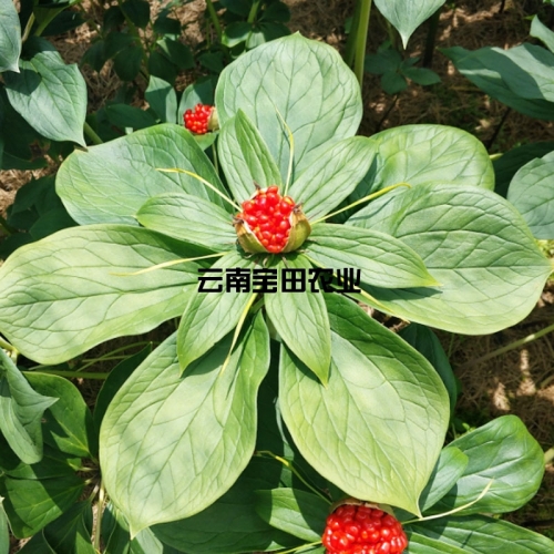雲南BG大游集团優質滇重樓種子