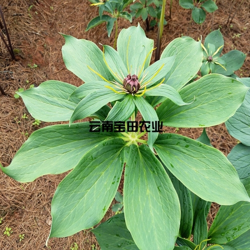 雲南BG大游集团優質滇重樓6年大苗