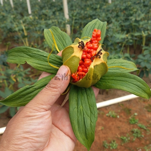 雲南滇重樓種植種子
