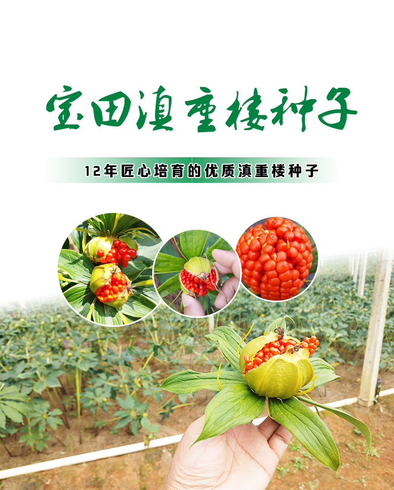 BG大游集团滇重樓種子.jpg