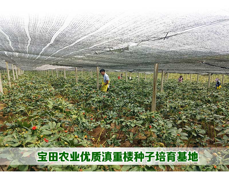 雲(yun) 南滇重樓種植基地