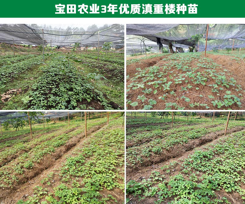 雲(yun) 南滇重樓種植基地