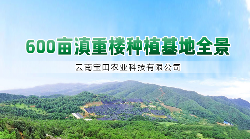 雲(yun) 南滇重樓種植基地