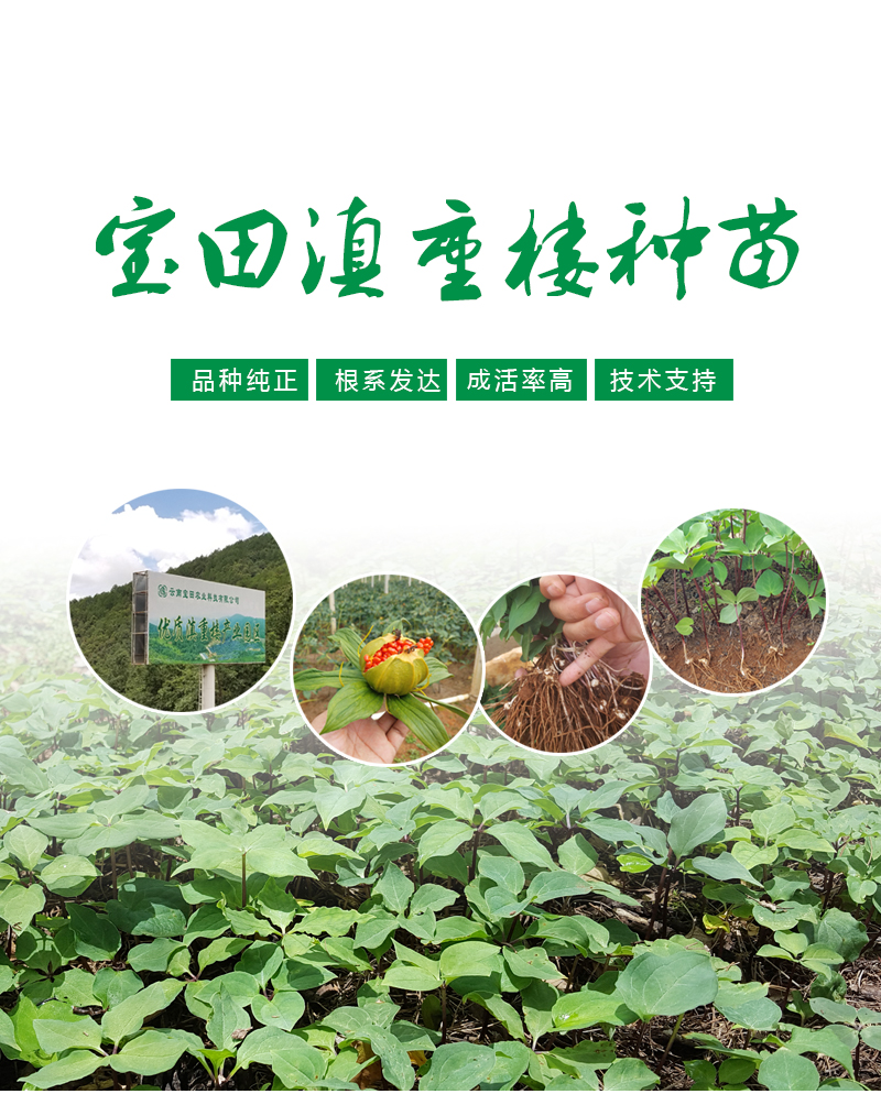 雲(yun) 南滇重樓種苗