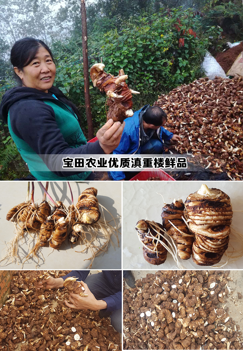 雲(yun) 南滇重樓成品