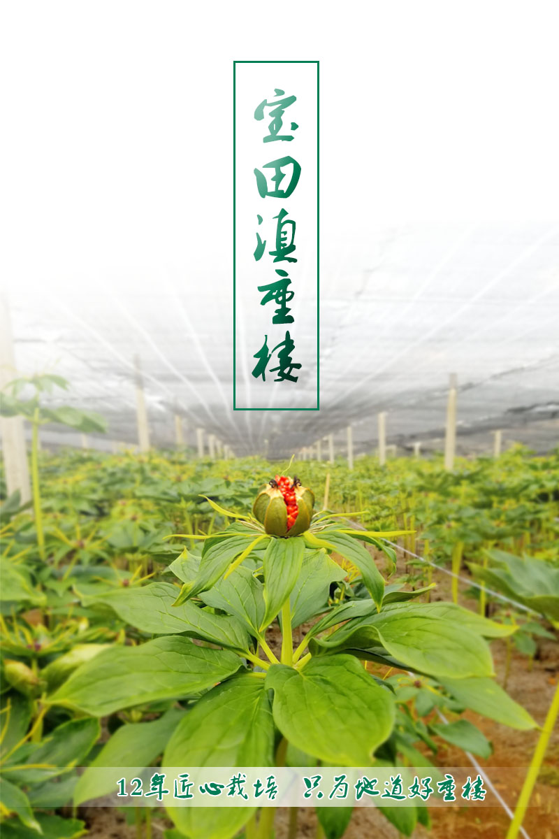 雲(yun) 南滇重樓種苗
