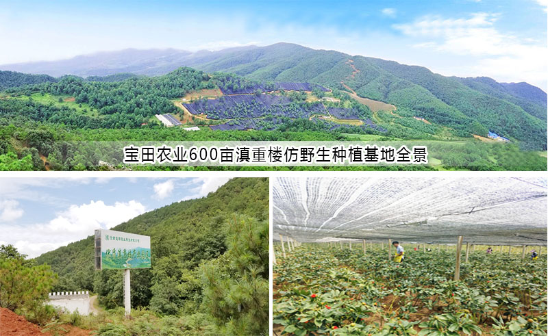 雲(yun) 南滇重樓育苗基地